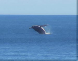 whale breaching